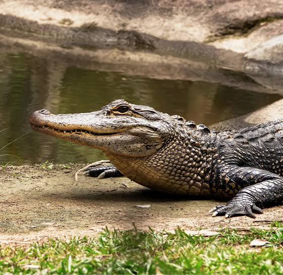 Crocodiles at the National Chambal Sanctuary