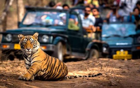 Tiger walking through Ranthambore